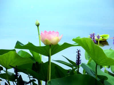 lg water lily photo