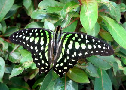 lg b tailed jay photo