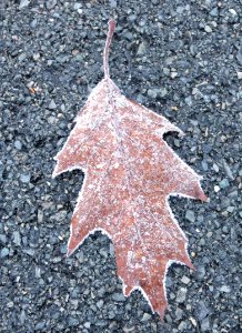 misc frosty leaf3 photo