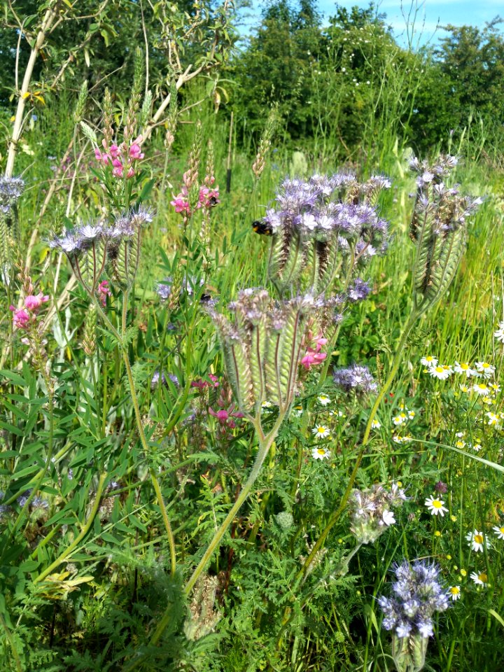 en phacelia. Hommels & bijtjes