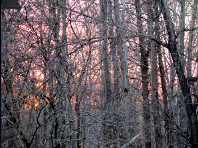 misc Pale sunrise through trees photo