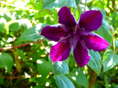 Eden Project 2018 photo