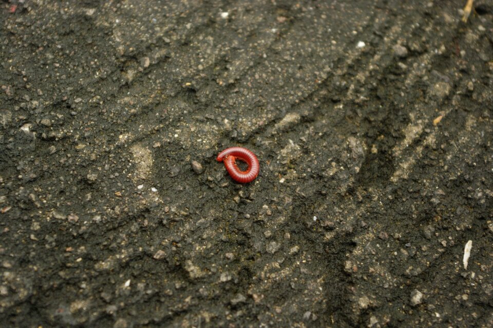 Critter ground nature
