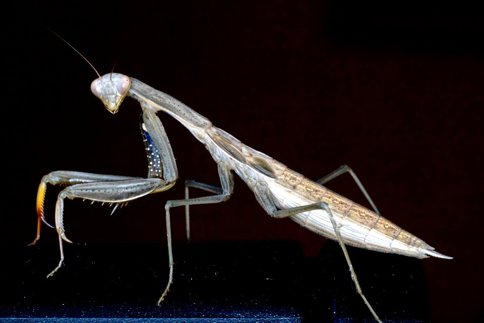Adolescent praying mantis