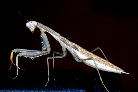 Adolescent praying mantis photo