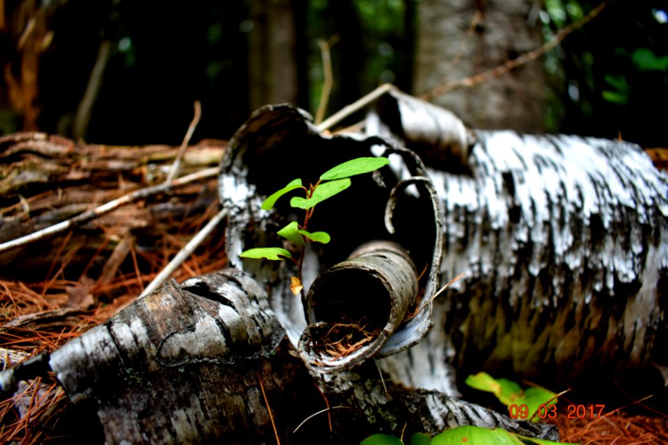 Curly Bark