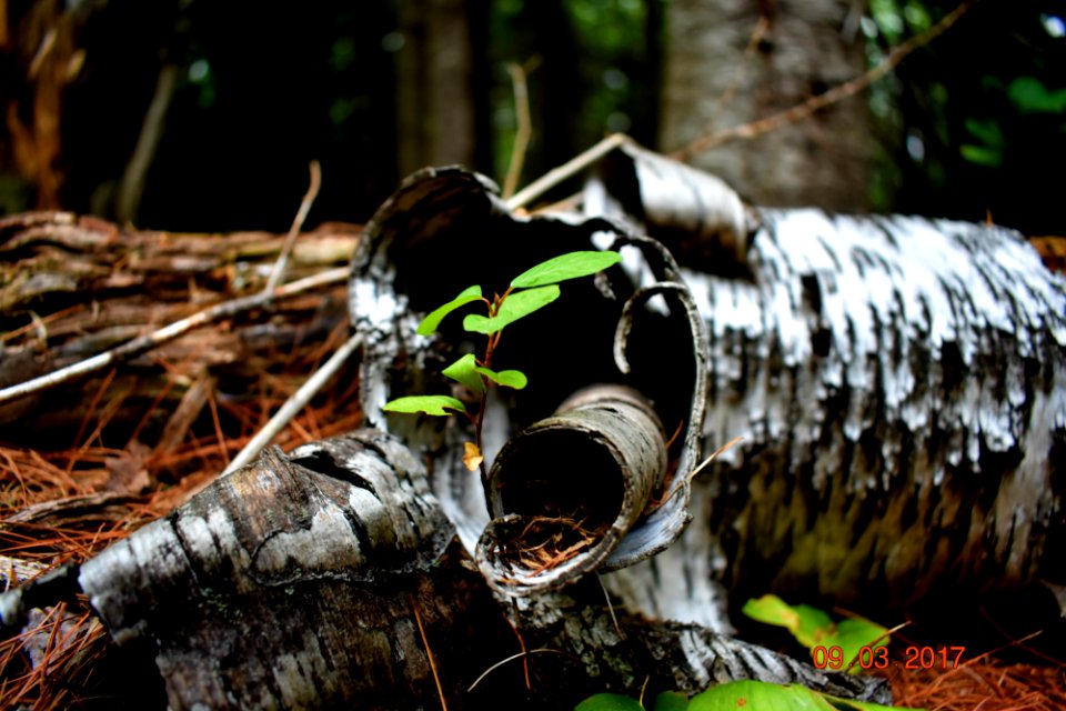 Curly Bark photo