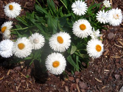 lg white daisy flowers photo