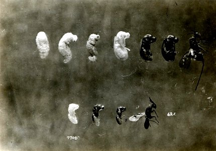 1914. Hymenoptera. Callimomidae. Megastigmus pinus. Pupae and adults. Ashland, Oregon.