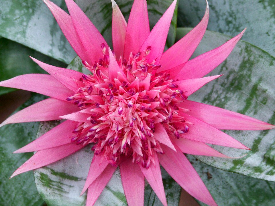 lg bromeliad pink flower