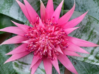 lg bromeliad pink flower photo