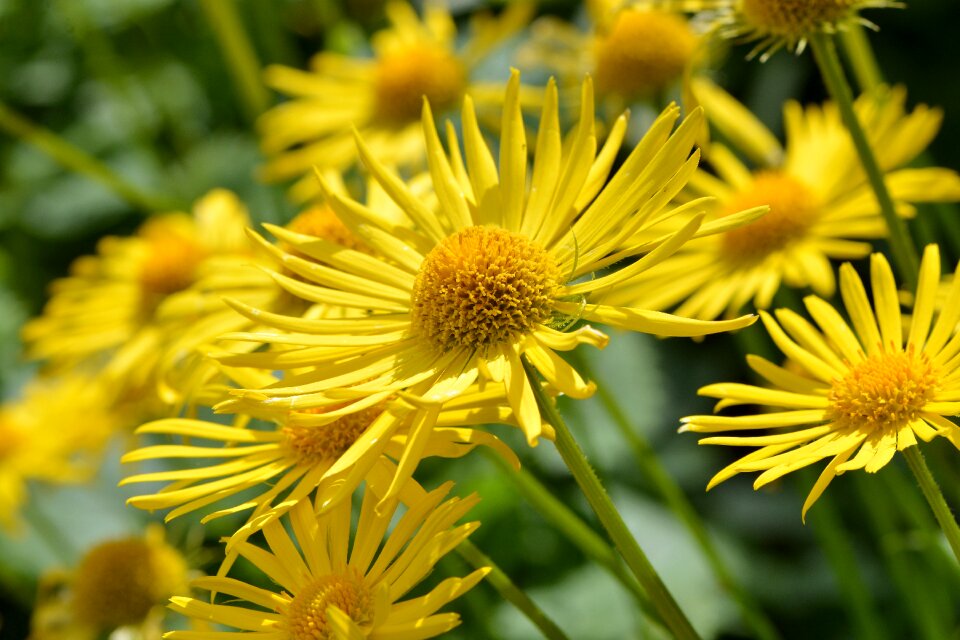 Plant blossom bloom