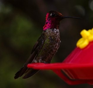 DSC07361 v1