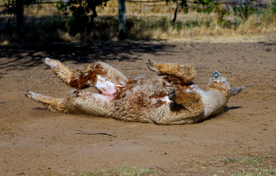 Happiness is a roll in the dirt