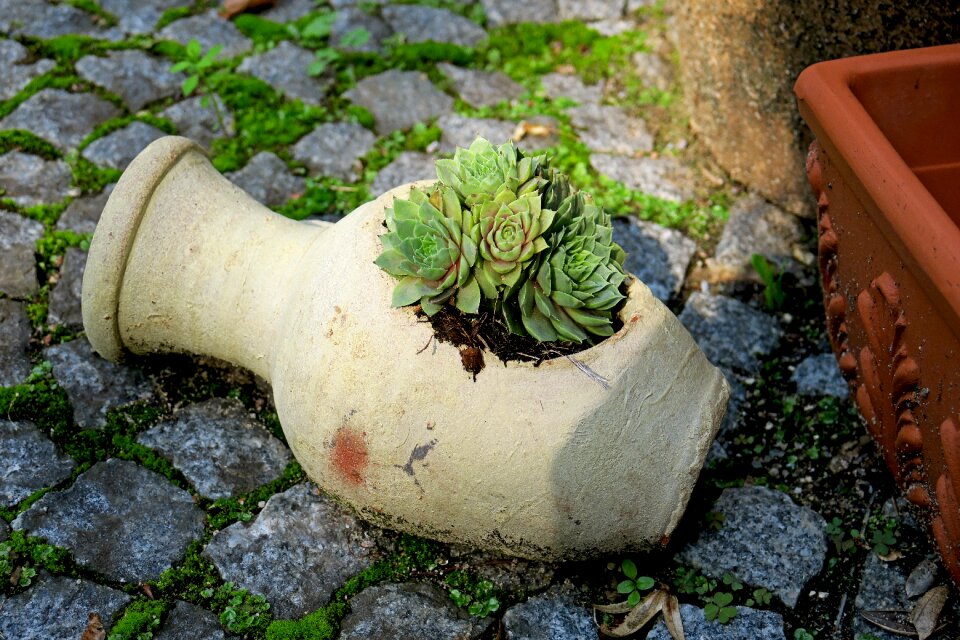 Ground cover garden succulent photo