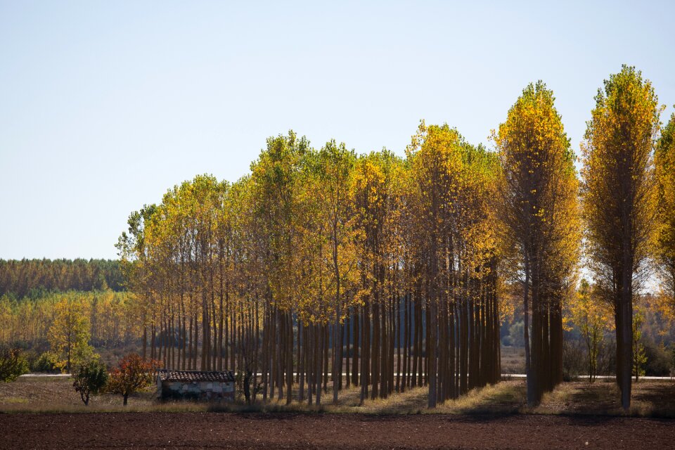 Environment summer landscape
