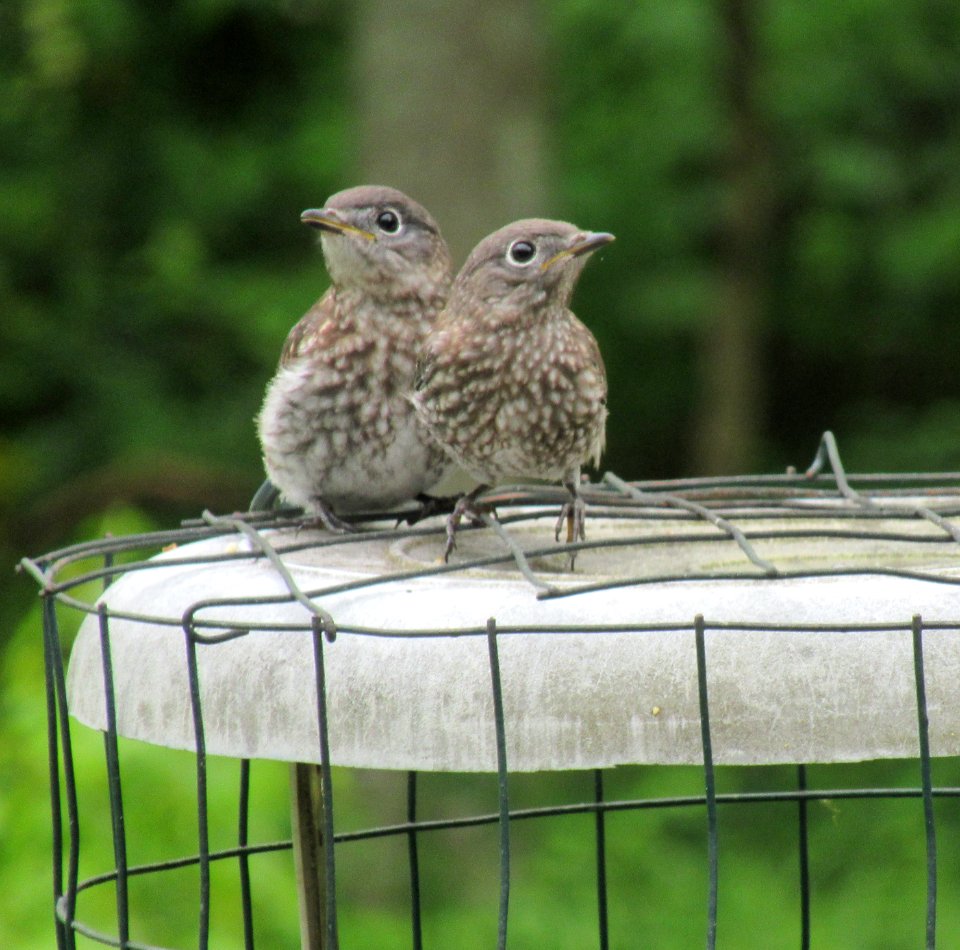 Bluebird Baby Pair