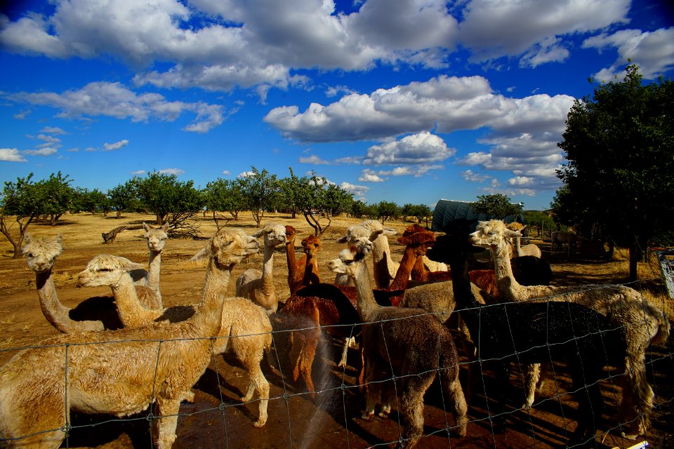 Happy alpacas on a big sky day