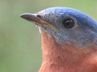 Bluebird Face