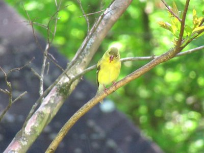 goldfinch on branch photo