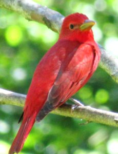 Male Summer Tanager photo