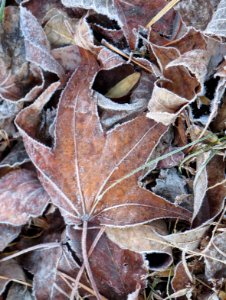 misc frosty leaf6 photo