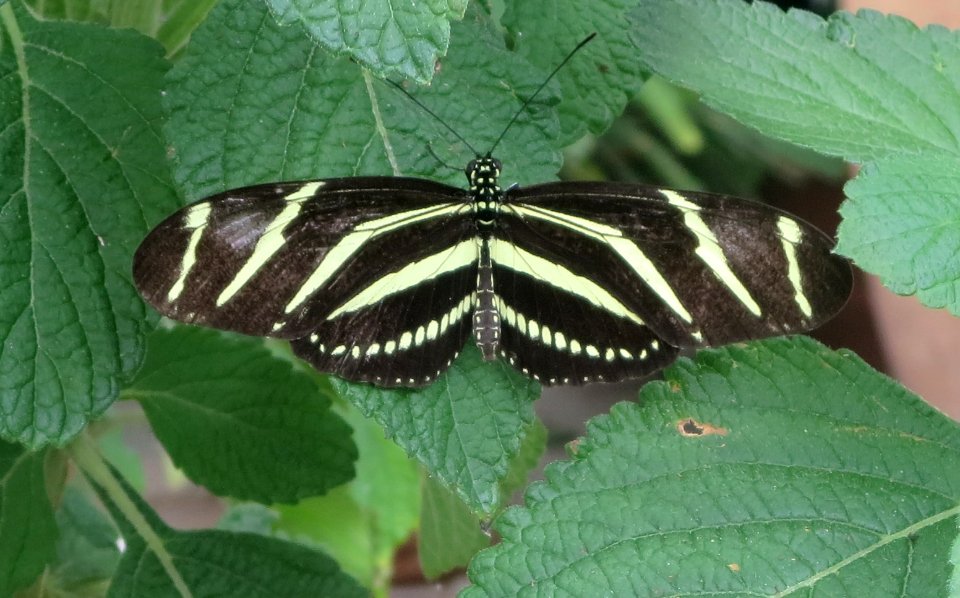 lg b zebra longwing