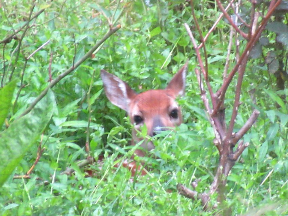 fawn hiding in grass