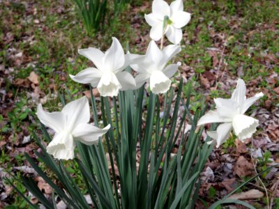 flora narcissus photo