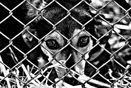 Animal shelter sad animal rescue photo