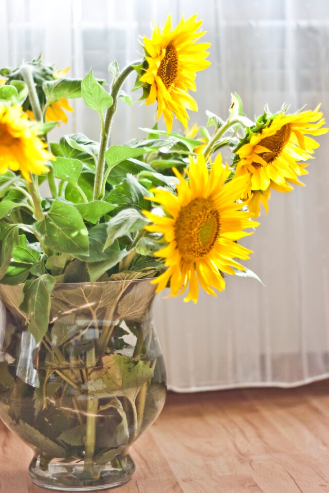 Flower flowers brown sunflower photo