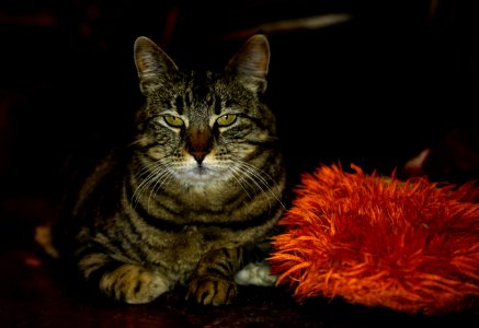 Sleepy cat and fuzzy slipper.
