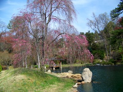 may pond with cherry