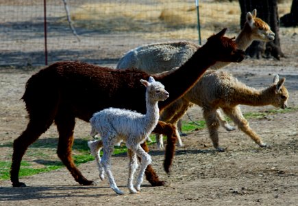 Tiny Dancer by a nose!