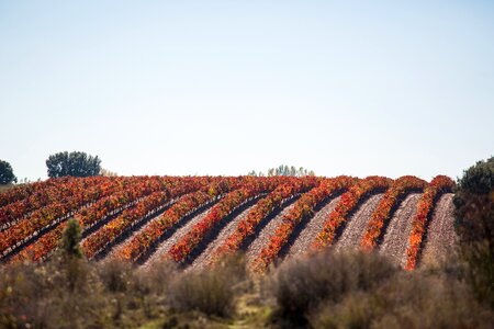 Plantation plants farm