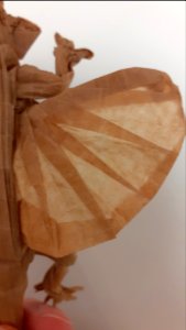 origami draco volans wing detail