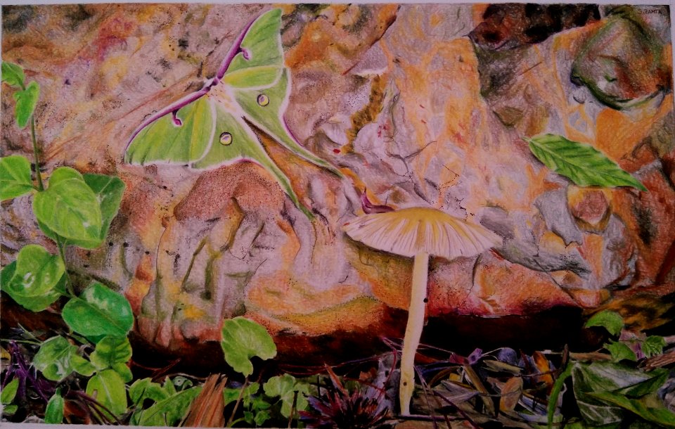 2018 July Art Challenge: "Luna Moth"