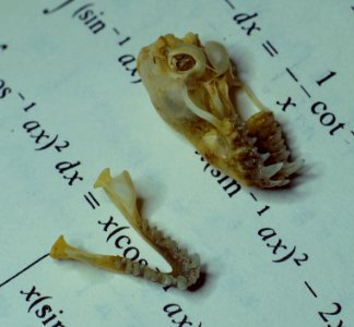 Bat Skull