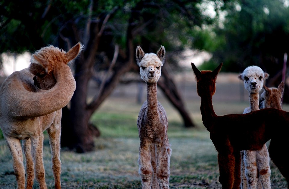 Alpaca