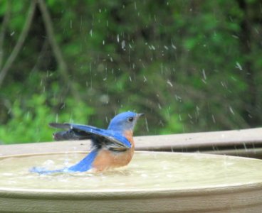 Bathing Bluebird photo