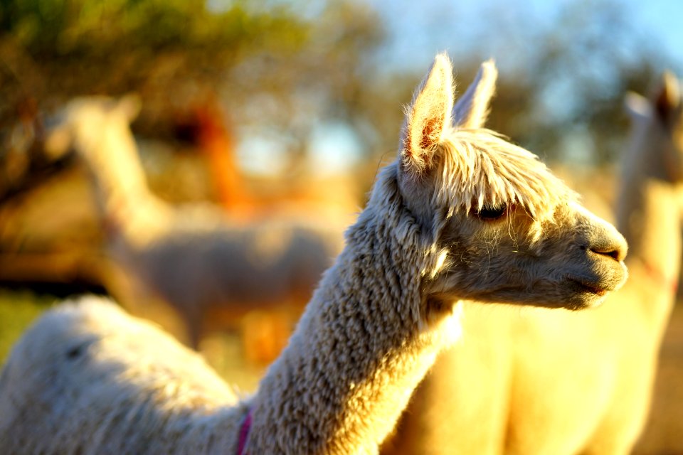 Hanging out with the herd near sunset.