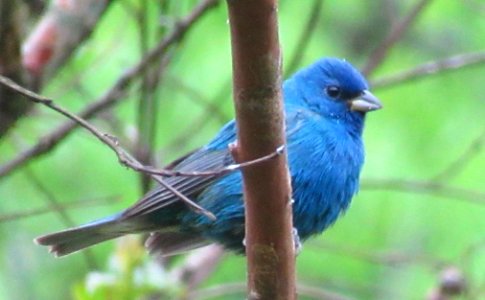 Indigo Bunting in Tree photo