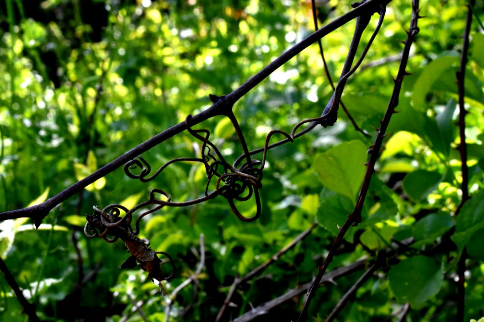 Grape Vine