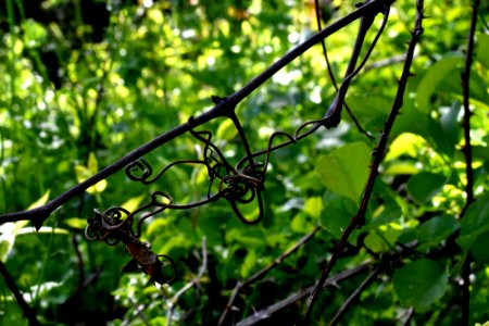 Grape Vine