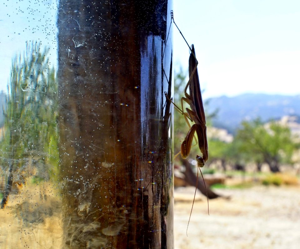 Praying Mantis on Hummingbird Feeder
