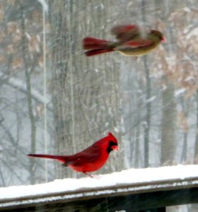 bird cardinal flying into wind photo