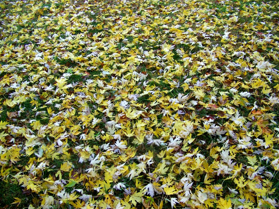 misc yellow leaves on ground photo