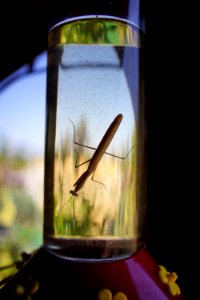 Praying Mantis on Hummingbird Feeder