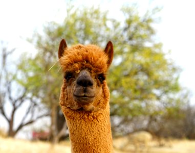 The Dude of Alpacas
