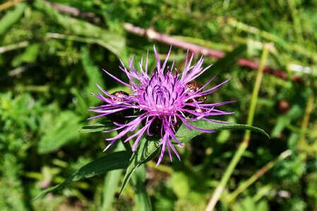 Purple flower meadow plant